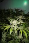 Chemhead OG Feminised Seeds - 5-PF-014-F5
