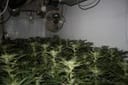 Chemhead OG Feminised Seeds - 5-PF-014-F5