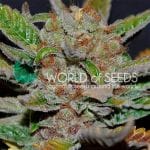 Bubba Haze Regular Seeds - 10-WOS-BUBH-REG-10