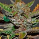 Bubba Haze Regular Seeds - 10-WOS-BUBH-REG-10