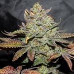 Girl Scout Cookies Regular Seeds - 10-CC-022