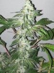Girl Scout Cookies Regular Seeds - 10-CC-022
