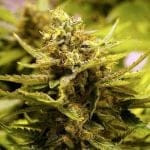 CBD OG Regular Seeds - 10-CC-029