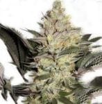 Forest Queen Regular Seeds - 11-BODH-FORQ-REG