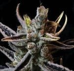 Lavender Jack Regular Seeds - 11-BODH-LAVJ-REG