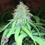 Mango Hashplant Regular Seeds - 11-BODH-MANHP-REG