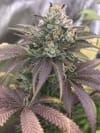 Sakura Regular Seeds - 11-BODH-SAK-REG