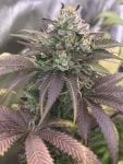Sakura Regular Seeds - 11-BODH-SAK-REG