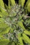 Sister Cookies Feminised Seeds - 6-MAM-SIS-FEM-6