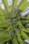 Sister Cookies Feminised Seeds - 6-MAM-SIS-FEM-6
