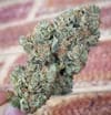 El Chapo Feminised Seeds - 6-PLUG-CHAPO-FEM-6