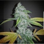 El Chapo Feminised Seeds - 6-PLUG-CHAPO-FEM-6