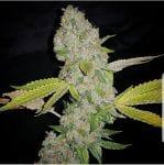 El Chapo Feminised Seeds - 6-PLUG-CHAPO-FEM-6