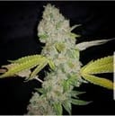 El Chapo Feminised Seeds - 6-PLUG-CHAPO-FEM-6
