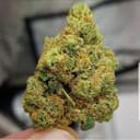El Chapo Feminised Seeds - 6-PLUG-CHAPO-FEM-6