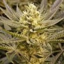 Sorbet Feminised Seeds - 6-PLUG-SORB-FEM-6