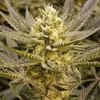 Sorbet Feminised Seeds - 6-PLUG-SORB-FEM-6