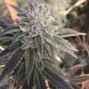 Sorbet Feminised Seeds - 6-PLUG-SORB-FEM-6