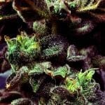 Strawberry Cane Feminised Seeds - 6-HS-054F-6