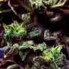 Strawberry Cane Feminised Seeds - 6-HS-054F-6