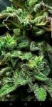 Strawberry Cane Feminised Seeds - 6-HS-054F-6