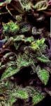 Strawberry Cane Feminised Seeds - 6-HS-054F-6