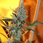 Asian Persuasion Regular Seeds - 5-TGA-ASN-REG-5