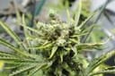 Buttercup Regular Seeds - 5-TGA-BCUP-REG-5
