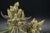 Astrosnaps Regular Seeds - 5-TGA-ASNAPS-REG-5