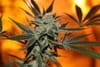 Cherry Lemonade Regular Seeds - 5-TGA-CHLEM-REG-5