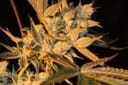 Cherry Lemonade Regular Seeds - 5-TGA-CHLEM-REG-5