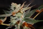Cherry Lemonade Regular Seeds - 5-TGA-CHLEM-REG-5