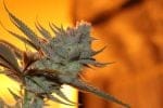 Blood Berries Regular Seeds - 5-TGA-BLOOD-REG-5