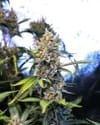 Kaffir Lime Regular Seeds - 5-TGA-KLIME-REG-5