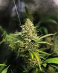 Kaffir Lime Regular Seeds - 5-TGA-KLIME-REG-5