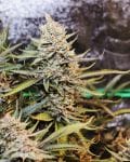 Kaffir Lime Regular Seeds - 5-TGA-KLIME-REG-5