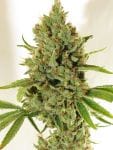Kaffir Lime Regular Seeds - 5-TGA-KLIME-REG-5