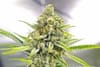My Sharona Regular Seeds - 5-TGA-MYSH-REG-5