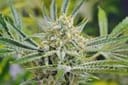 My Sharona Regular Seeds - 5-TGA-MYSH-REG-5