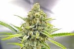 My Sharona Regular Seeds - 5-TGA-MYSH-REG-5