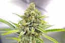 My Sharona Regular Seeds - 5-TGA-MYSH-REG-5