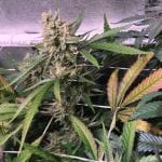 Roswell Regular Seeds - 5-TGA-ROS-REG-5