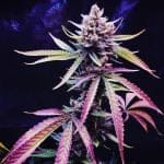 Roswell Regular Seeds - 5-TGA-ROS-REG-5