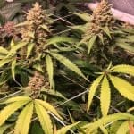 Roswell Regular Seeds - 5-TGA-ROS-REG-5