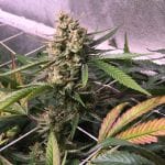 Roswell Regular Seeds - 5-TGA-ROS-REG-5