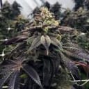 StarCake Feminised Seeds - 5-PF-016-F5