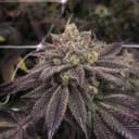 StarCake Feminised Seeds - 5-PF-016-F5