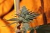 Sergeant Slaughter Regular Seeds - 5-TGA-SGTSL-REG-5