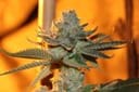 Sergeant Slaughter Regular Seeds - 5-TGA-SGTSL-REG-5