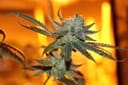 Sergeant Slaughter Regular Seeds - 5-TGA-SGTSL-REG-5